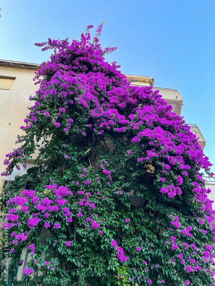 Vertical shot of a blooming bright purple rhododendron bush