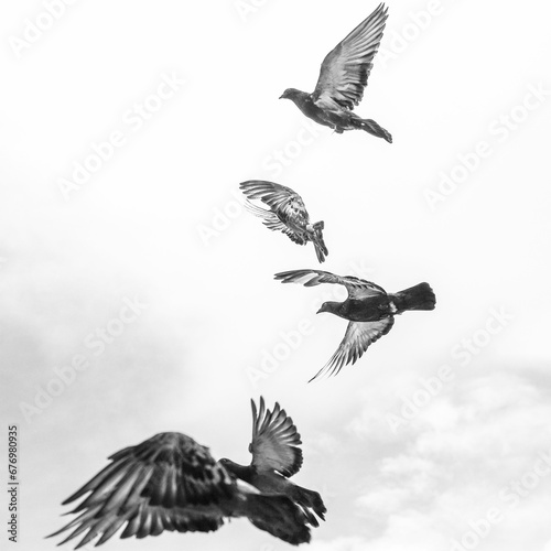 Flock of Feral pigeons flying high in the cloudy sky © Wirestock