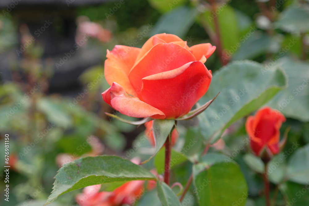 red rose in garden