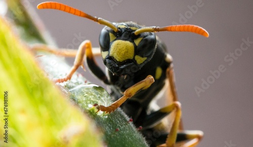 close up of a wasp © 키나트 피자