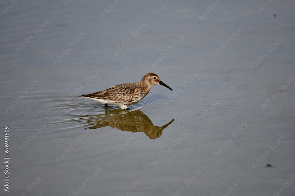 Alpenstrandläufer, (Calidris alpina) Alpenstrandläufer, (Calidris alpina)