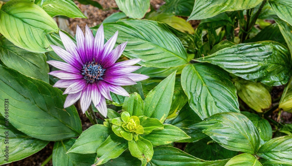 Splendeur pourpre : Fleur de Passiflore parmi les feuilles vertes