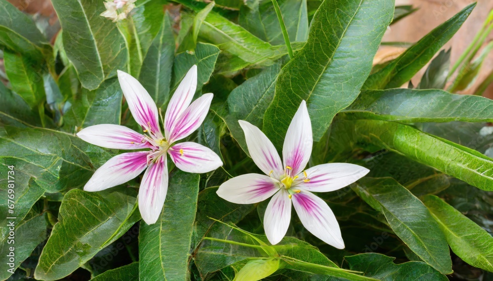 Duo de fleurs étoilées : Beauté délicate des Zéphyranthes