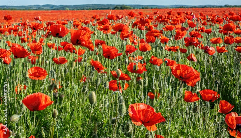 Mer de coquelicots : Champ rougeoyant sous le ciel bleu