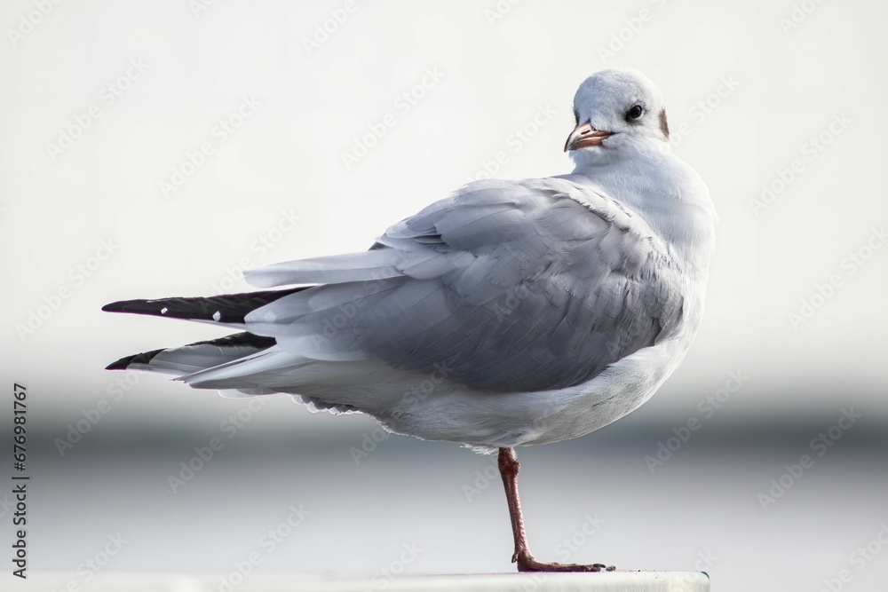 Fototapeta premium Closeup shot of a single standing Black-headed white gull in the white background.