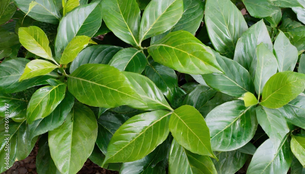 Feuillage luxuriant : Verdure éclatante des grandes feuilles