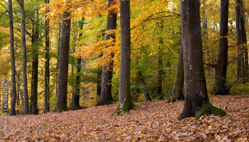 Forêt en Automne