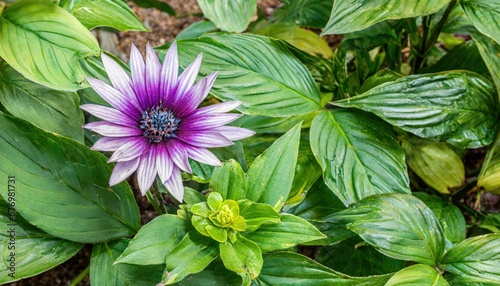 Obraz na płótnie Splendeur pourpre : Fleur de Passiflore parmi les feuilles vertes w salonie