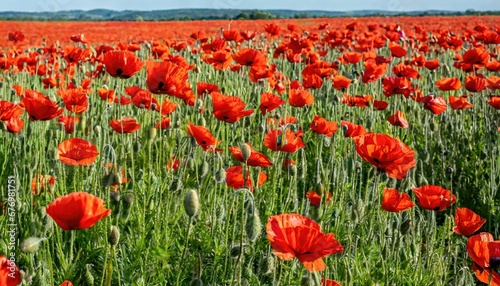 Obraz na płótnie Mer de coquelicots : Champ rougeoyant sous le ciel bleu w salonie