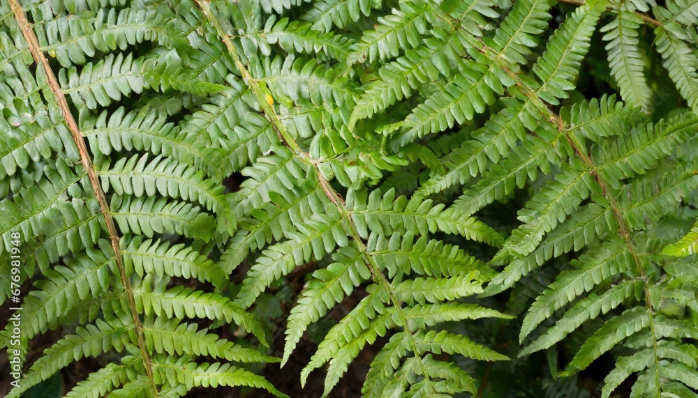 Verdure luxuriante: Feuilles de fougère en gros plan