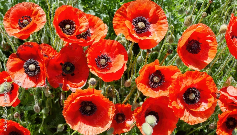 Nature en fleurs: Coquelicots rouges en plein épanouissement