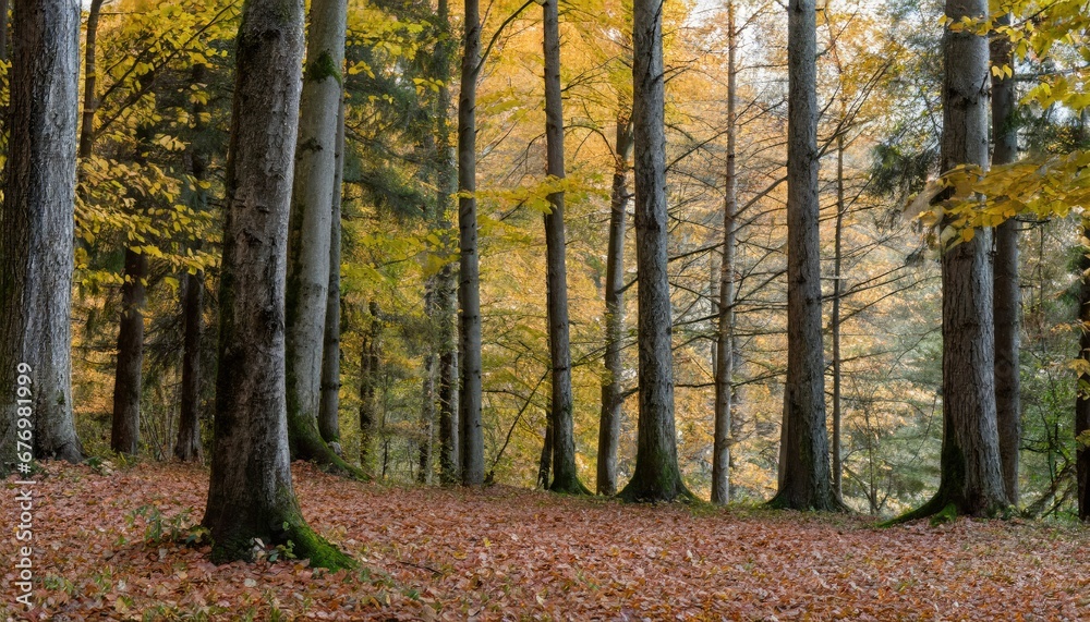 Forêt d’automne : Explosion de couleurs