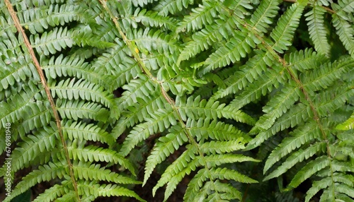 Obraz na płótnie Verdure luxuriante: Feuilles de fougère en gros plan w salonie