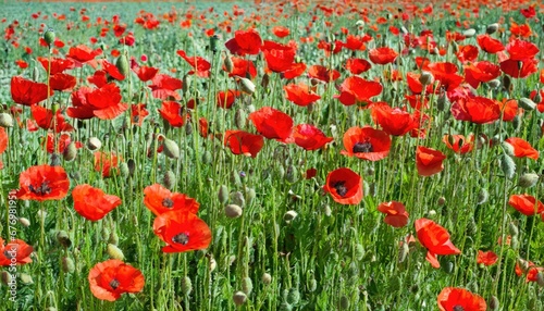 Obraz na płótnie Éclat de coquelicots : Un champ de rouge vibrant w salonie