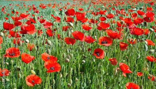   clat de coquelicots   Un champ de rouge vibrant