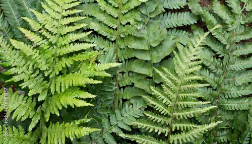 Obraz na płótnie Détails naturels: Texture des feuilles de fougère w salonie