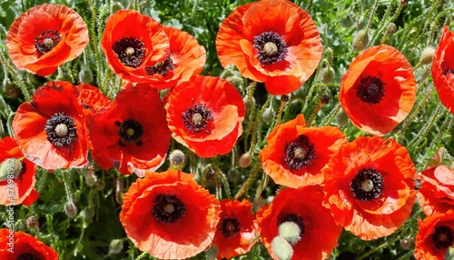 Obraz na płótnie Nature en fleurs: Coquelicots rouges en plein épanouissement w salonie