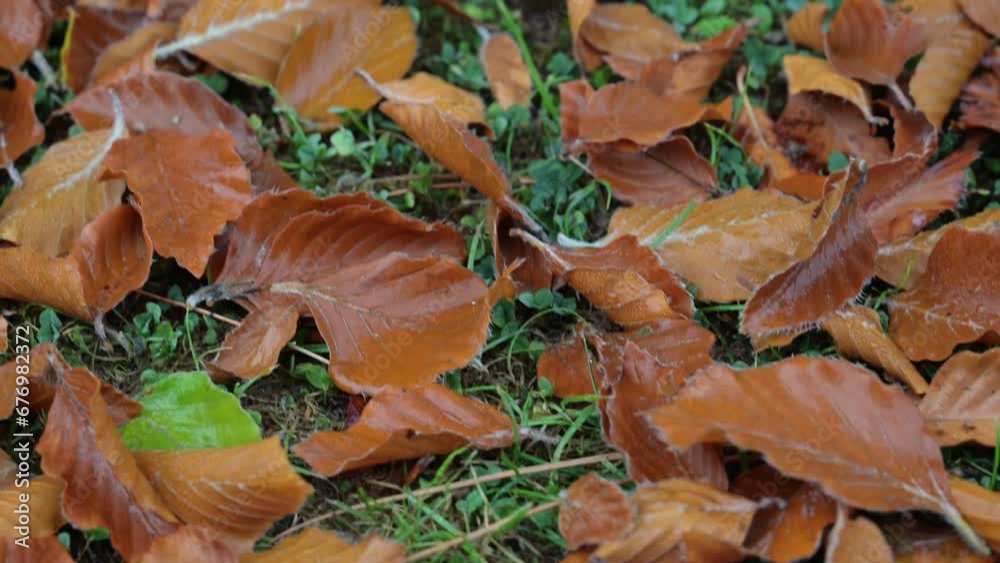 Slow movement around falling wet autumn leaves Slow movement around falling wet autumn leaves