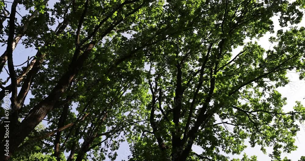 an oak tree with green foliage in the spring season , green foliage on an oak tree on a sunny day an oak tree with green foliage in the spring season , green foliage on an oak tree on a sunny day