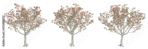 Old tree erythrina variegata on transparent background  png plant  3d render illustration.