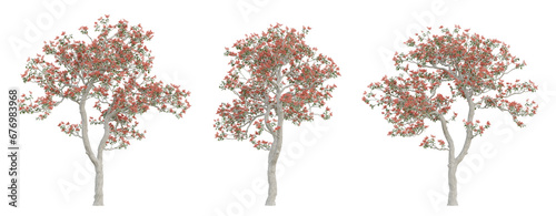 Old tree erythrina variegata on transparent background, png plant, 3d render illustration. photo