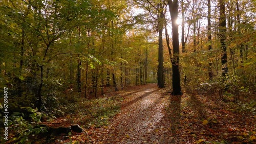 Autumn forest on a sunny day
