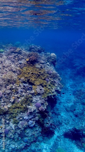 Fototapeta Naklejka Na Ścianę i Meble -  沖縄県慶良間諸島阿嘉島の珊瑚礁