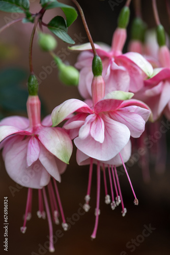 Closeup of fuchsia blooms