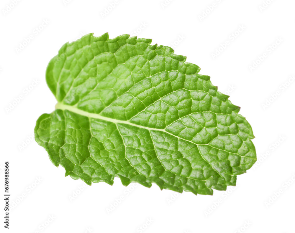 Fresh green mint leaf isolated on white Fresh green mint leaf isolated on white