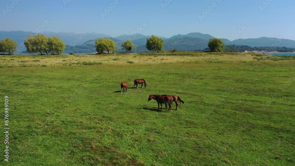 Aerial view of horses grazing on gree field on shore of lake in South of Chile Aerial view of horses grazing on gree field on shore of lake in South of Chile