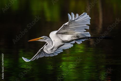White Heron Soaring Through The Creek