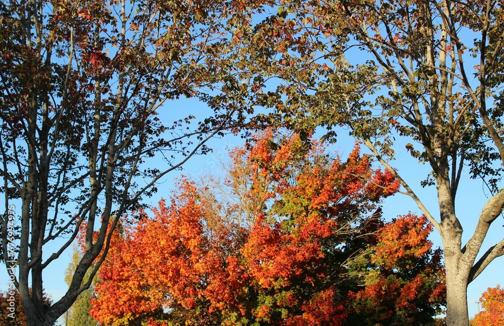 Fototapeta premium Autumn trees in the park