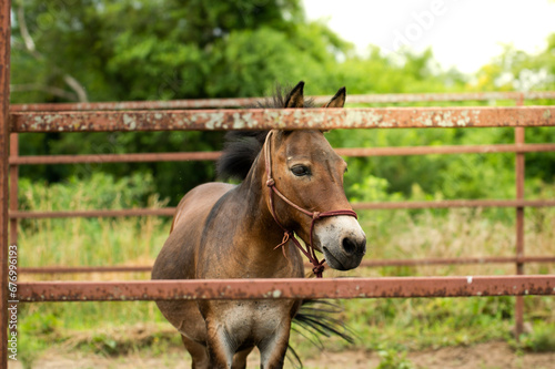 Miniature mule at a rescue peering through fence