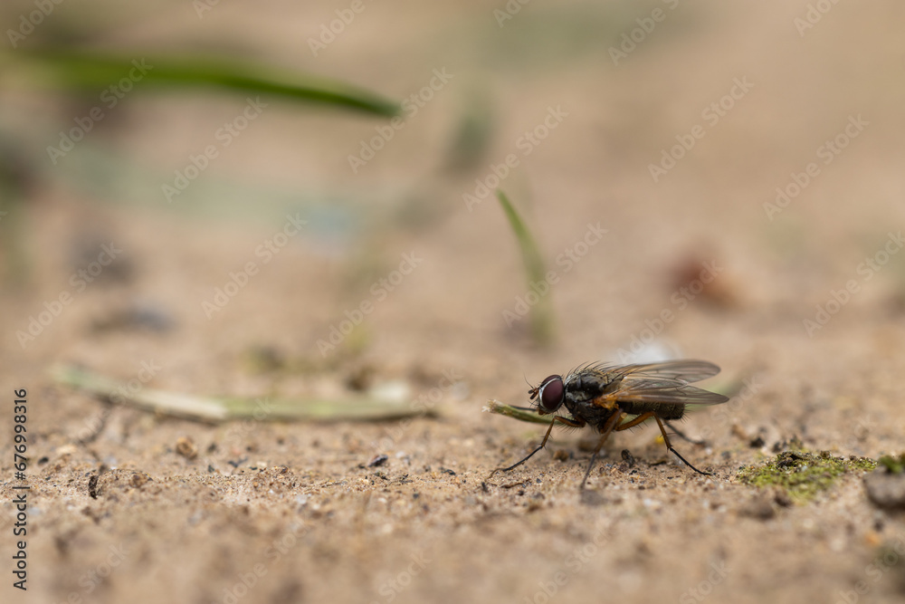 macro close up of a fly with narrow depth of field macro close up of a fly with narrow depth of field