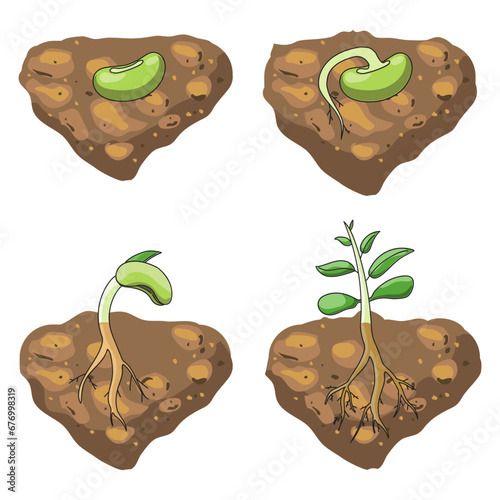 Plant growth stages. sprout grow cycle of bean seeds. vector agriculture seedling process. Plant grow stages from seed to leaf sprout in ground.