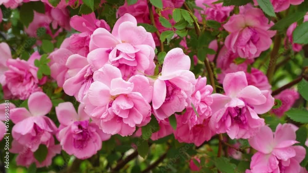 Beautiful pink blooming buds or inflorescences of a climbing rose. close-up. Photo for a garden center or plant nursery catalog. Sale of green spaces Beautiful pink blooming buds or inflorescences of a climbing rose. close-up. Photo for a garden center or plant nursery catalog. Sale of green spaces
