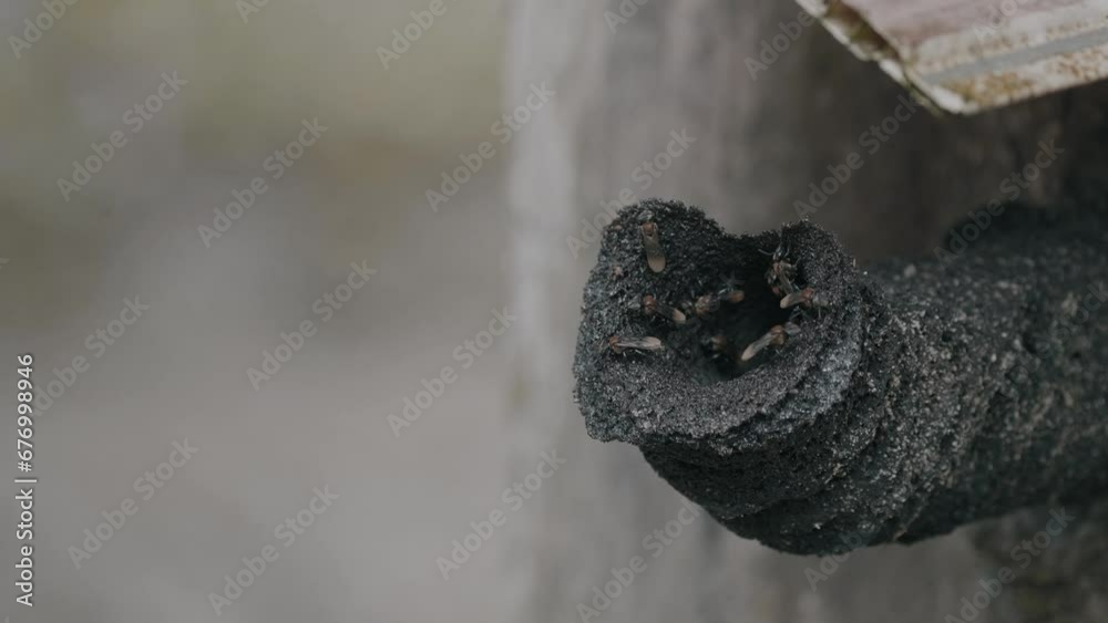 Trigona honey bee colonies, scientifically named Apis Trigona, swarm in hollow-shaped hives. Trigona honey bee colonies, scientifically named Apis Trigona, swarm in hollow-shaped hives.