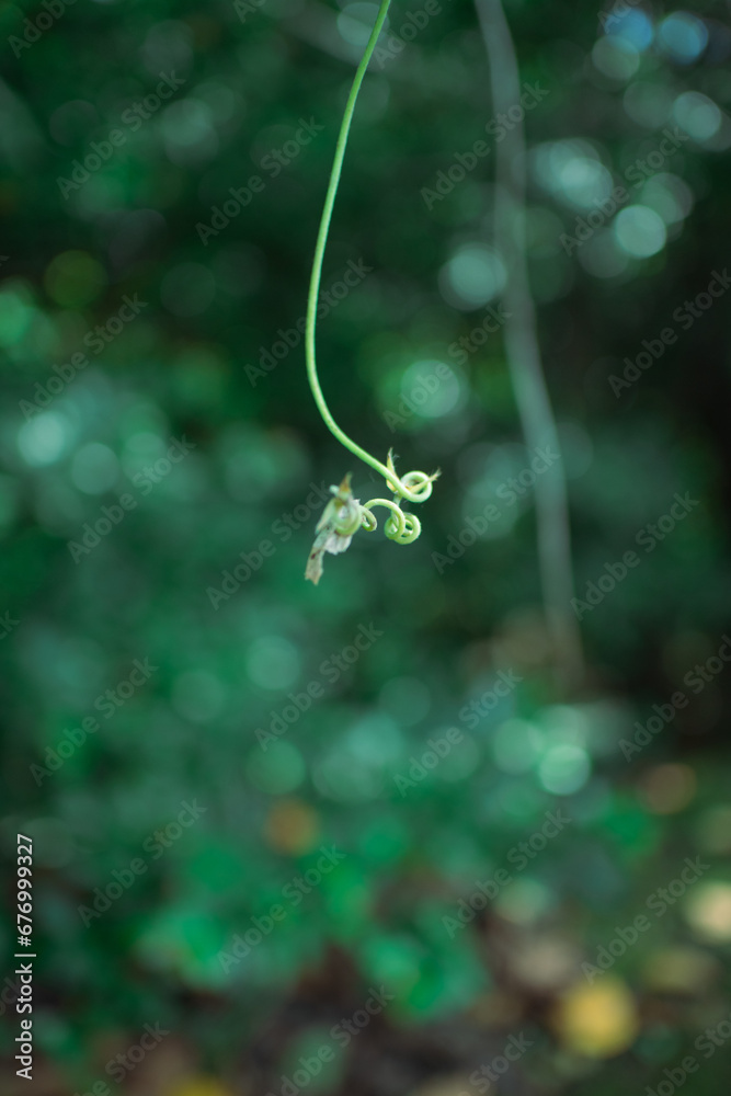 丸まった植物のつる 丸まった植物のつる