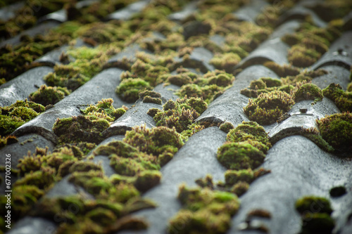 peculiar moss on old roof tiles