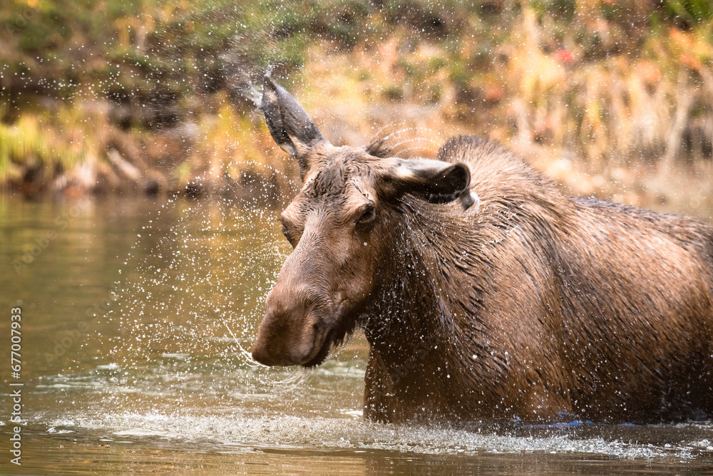 Moose Moose
