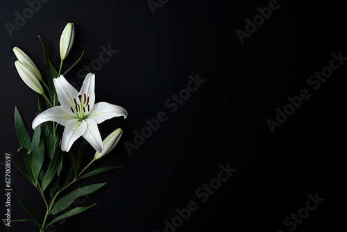 Lily on dark background Sympathy card Space for text
