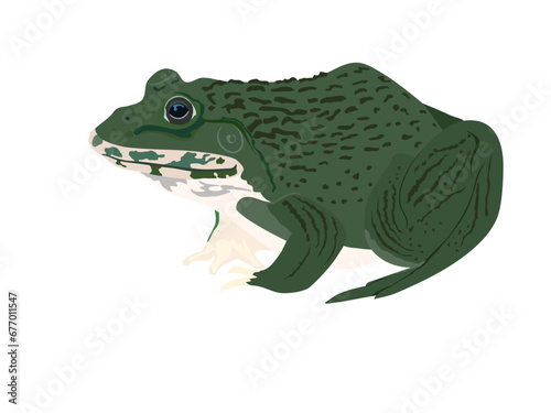frog life cycle on a white background.