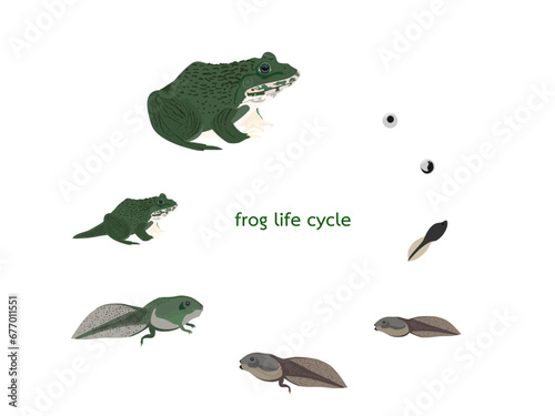 frog life cycle on a white background.