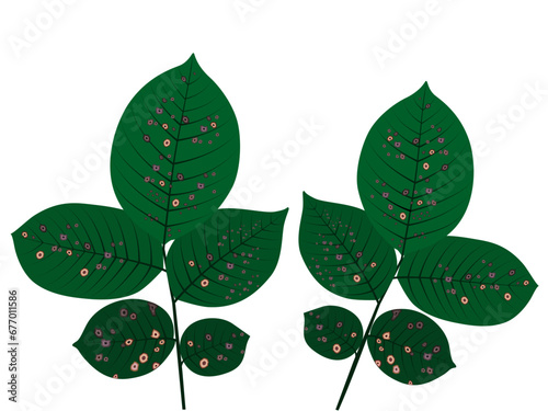 leaf spot disease in roses