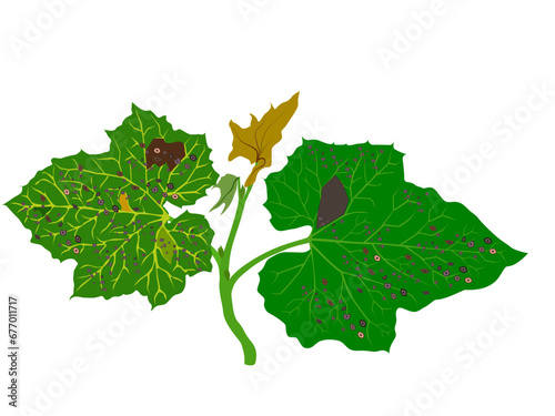 leaf spot on melons on a white background.