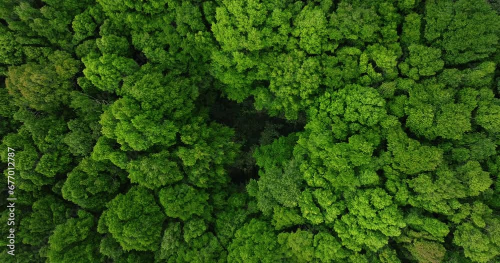 Drone view of Bali. Top view of Tropical forest interior. Nature background Drone view of Bali. Top view of Tropical forest interior. Nature background