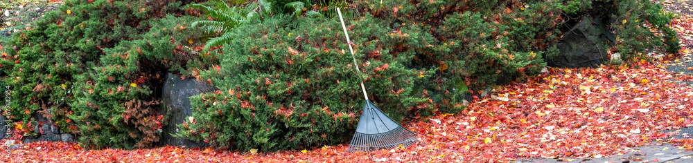 Colorful maple leaves fallen on a residential sidewalk and driveway, and a rake, ready for fall cleanup
