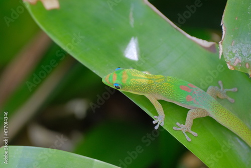 Little Pretty Gecko