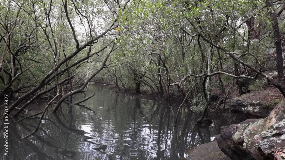 Creek with mangrove tree in the park. Creek with mangrove tree in the park.
