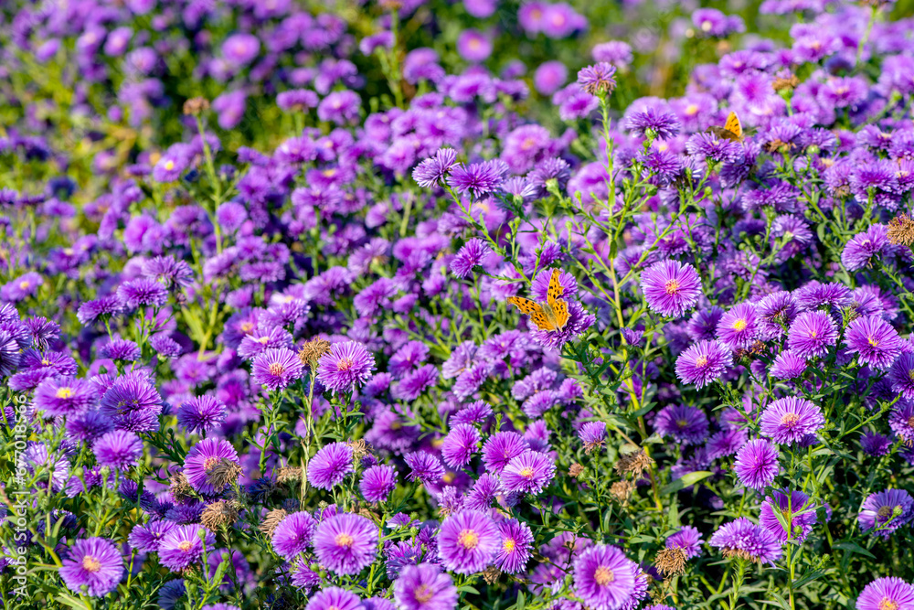Dutch chrysanthemums and various butterflies in the park Dutch chrysanthemums and various butterflies in the park